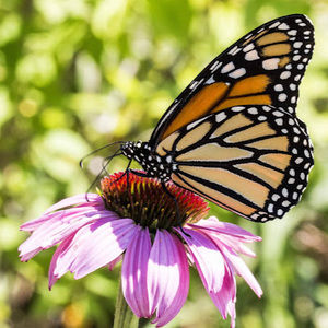 Meet your Posher, Ruth